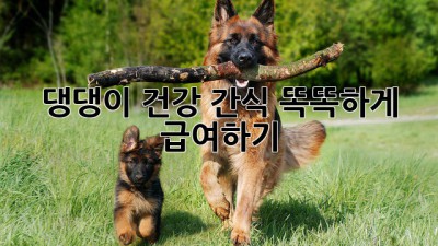 댕댕이 건강 간식, 똑똑하게 급여하기!